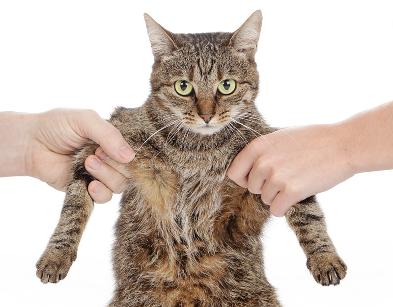 no cats on linkedin